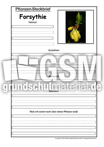 Pflanzensteckbrief-Forsythie.pdf